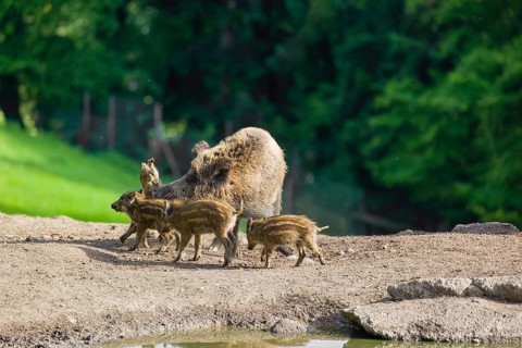 A wild boar or wild pig sow (Sus scrofa) ends the suckling of her piglets on a clearing