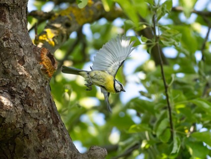 Blue Tit (Parus caeruleus), adult bird in flight leaving its nest entrance, Hesse, Germany, Europe