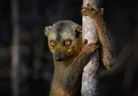 Lemur, red-fronted lemur (Eulemur rufifrons) in the dry forests of western Madagascar