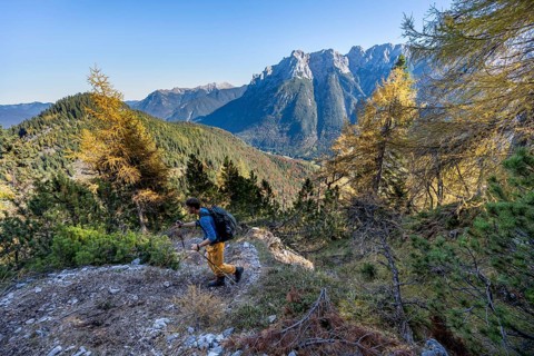 Mountaineer on a hiking trail through autumnal mountain forest, yellow-coloured larches, ascent to