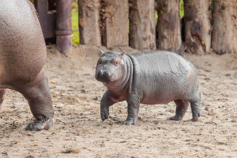 A baby hippopotamus (Hippopotamus amphibius) and its mother standing on a sandy riverbank
