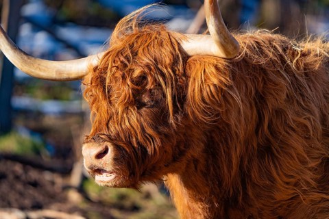 A Highland cow with wide horns and rough coat in winter, Seewald, Black Forest. Germany