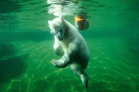 Young polar bear cub swimming underwater in a green pool, polar bear (Ursus maritimus), captive