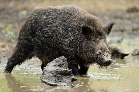 A wild boar wading through muddy water in a forest landscape, Wild boar (Sus scrofa), Hesse