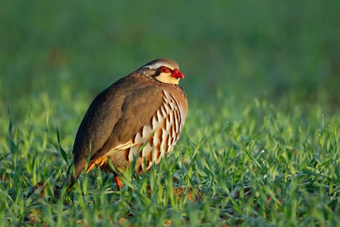 Red legged or French partridge (Alectoris rufa) adult bird in a farmland cereal field, England,
