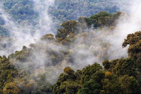 Tropical cloud forest, Monte Verde St. Elena, San Jose Province, Central Mountain Range, Costa