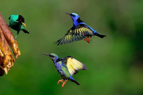 Green Honeycreeper (Chlorophanes spiza) on a fruit and two incoming flying Red-legged Honeycreepers