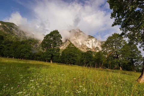 Sycamore maple trees, Acer pseudoplatanus, in summertime. Mountains in the background. Nature