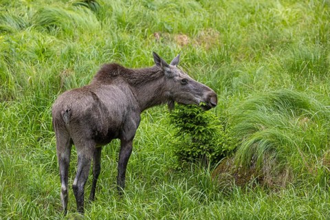 One adult female moose or elk, Alces alces, grazing on a meadow with tall fresh green grass, eats