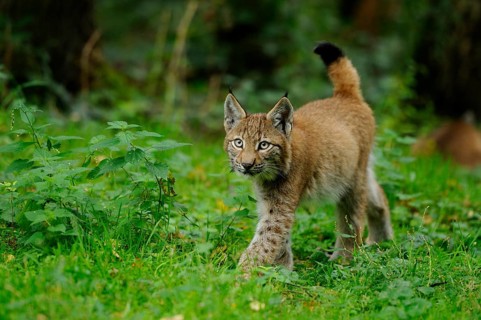 A young lynx steps carefully through the green undergrowth of the forest, Eurasian lynx (Lynx