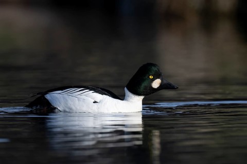 Common goldeneye (Bucephala clangula), Sweden, Europe