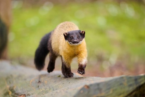 Yellow-throated marten (Martes flavigula) on an old tree trunk, Germany, Europe