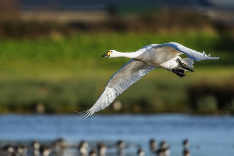 Tundra Swan, Bewick's Swan, Cygnus columbianus in flight at winter in Slimbridge, England, United