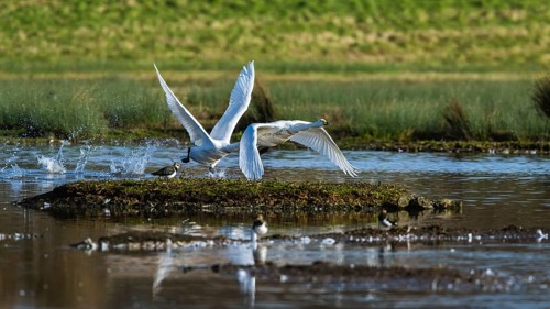Tundra Swan, Bewick's Swan, Cygnus columbianus in flight at winter in Slimbridge, England, United