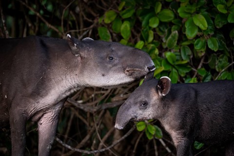 Baird's tapir (Tapirus bairdii), mother and young, looking into the camera, animal portrait, in the
