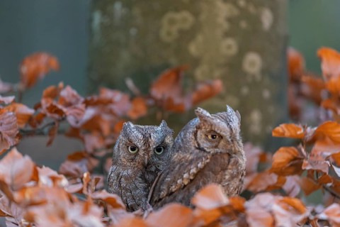 Two Eurasian scops owls (Otus scops)sitting on a twig of a beech tree, embedded in brown leafs