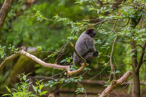 A common woolly monkey, brown woolly monkey, or Humboldt's woolly monkey (Lagothrix lagothricha)
