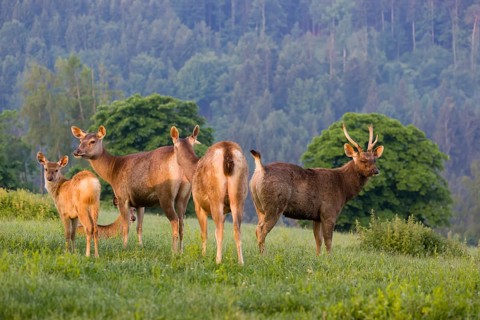 Two Sambar hinds with a fawn and a stag (Rusa unicolor), stand on a meadow in first morning light
