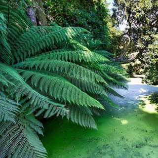 Tree fern (Cyatheales), fern fronds at a pond, Lost Gardens of Heligan, Cornwall, England, Great