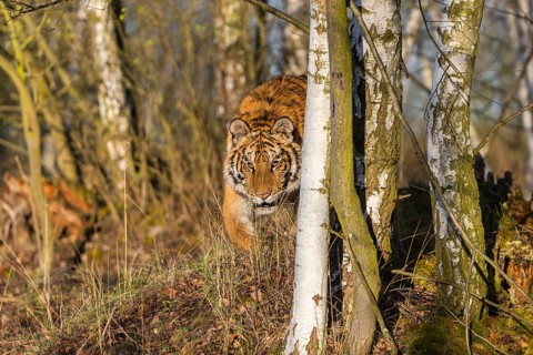 One young female Siberian Tiger, Panthera tigris altaica, running thru a birch tree forest. Early