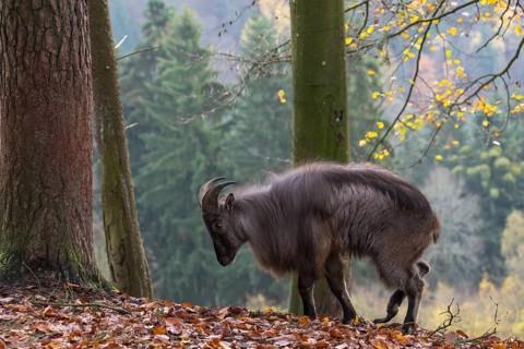 One male Himalayan Tahr (Hemitragus jemlahicus) standing in a forest. Green and yellow forest in