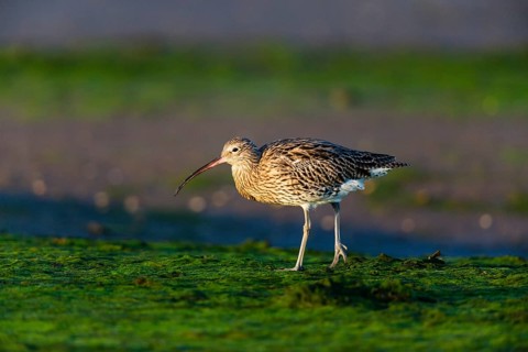 Eurasian curlew (Numenius arquata), adult bird on mudflats at low tide, North Sea, Holy Island