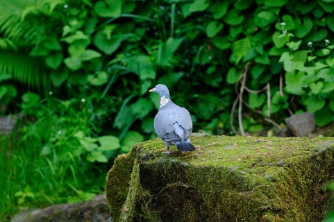 Pigeon sitting quietly on a moss-covered stone surrounded by lush greenery in the forest, wood