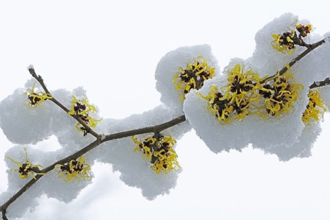 Witch hazel (Hamamelis mollis Pallida in the snow, Emsland, Lower Saxony, Germany, Europe