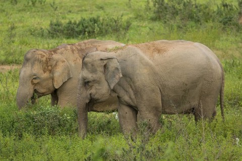 Indian elephants (Elephas maximus indicus), Khiri Khan, Hua Hin, Kui Buri National Park, Thailand,