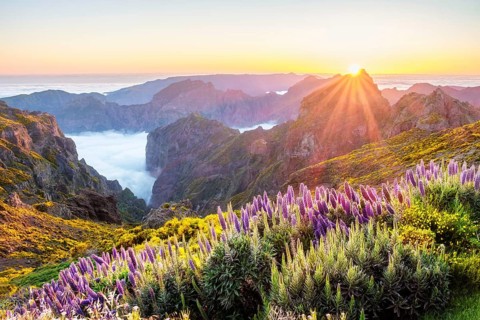 View from Pico do Arieiro of mountains over clouds with Pride of Madeira flowers and blooming