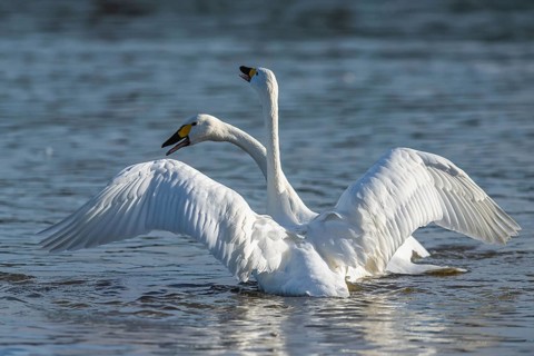 Tundra Swan, Bewick's Swan, Cygnus columbianus, birds in fight at winter in Slimbridge, England,
