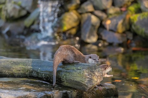 Two oriental small-clawed otter or Asian small-clawed otter (Aonyx cinerea), in a creek in front of