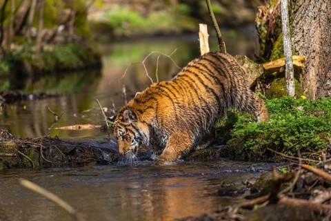 One young female Siberian Tiger, Panthera tigris altaica, walking thru a creek in a forest. Early