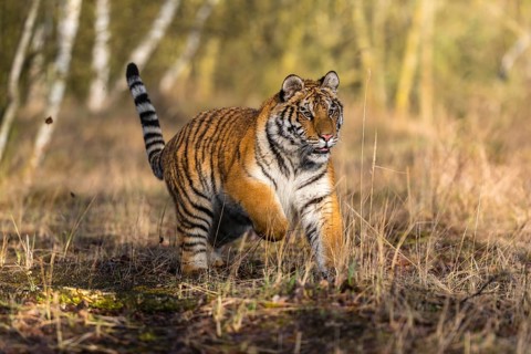 One young female Siberian Tiger, Panthera tigris altaica, running thru a birch tree forest. Early