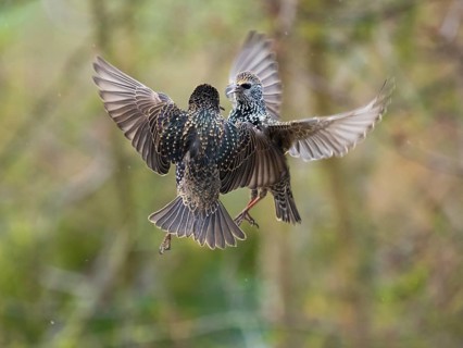 Common Starling, (Sturnus vulgaris), two adult birds in flight, squabbling with each, due to food