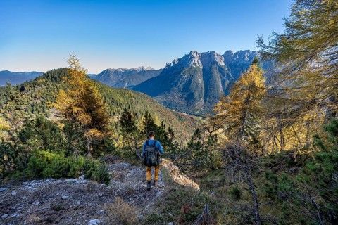 Mountaineer on a hiking trail through autumnal mountain forest, yellow-coloured larches, ascent to