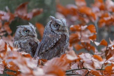 Two Eurasian scops owls (Otus scops)sitting on a twig of a beech tree, embedded in brown leafs