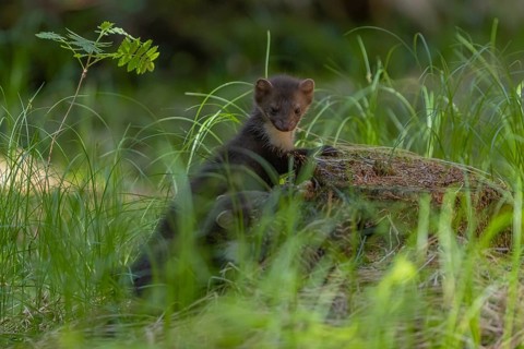 One beech marten (Martes foina), playing on the forest floor between green vegetation