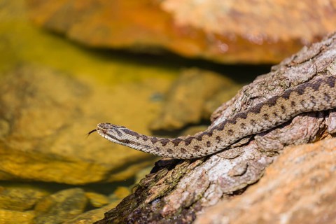 One Vipera berus, the common European adder or common European viper, creeps over moss and rocks