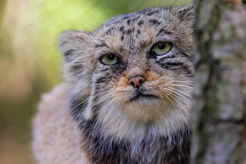 Portrait of a Pallas's cat (Otocolobus manul) or Manul. Least concern species on the IUCN Red List