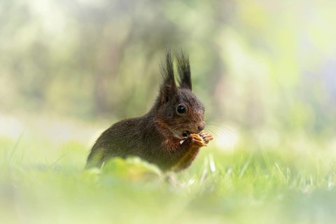 Eurasian squirrel (Sciurus) sitting in the grass and holding something in its paws, eating, with