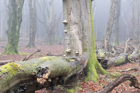 Old copper beeches (Fagus sylvatica) with tinder fungus (Fomes fomentarius) in the fog, Emsland,