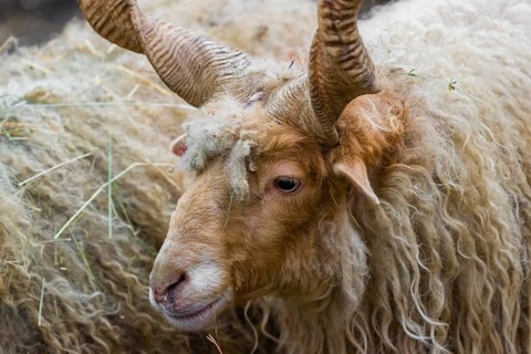 Portrait of a white Racka or Hortobágy Racka Sheep (Ovis aries strepsiceros hungaricus) with its