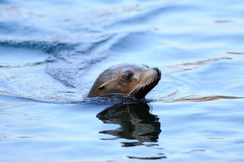 A sea lion swims through the water with only its head visible, California sea lion (Zalophus