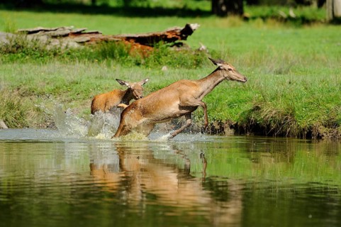Two hinds galloping synchronised through the water, red deer (Cervus elaphus), Bavaria