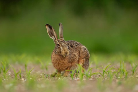 European brown hare (Lepus europaeus) adult animal feeding in a farmland maize crop in the summer,