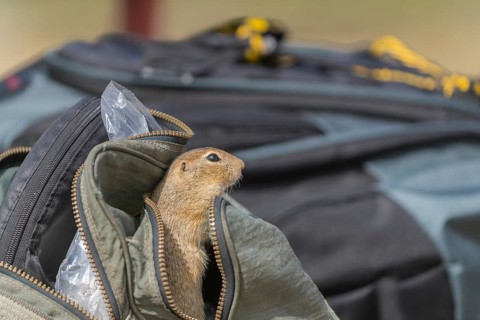 One European ground squirrel (Spermophilus citellus) or European souslik looking out of a