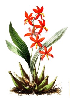 Epidendrum vitellinum, from the orchid family, plant and flower, digitally reworked reproduction of
