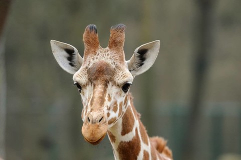 Giraffe head with expressive eyes and characteristic fur pattern, reticulated giraffe (Giraffa