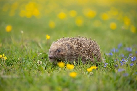 European hedgehog (Erinaceus europaeus) adult animal in a spring time meadow with flowering